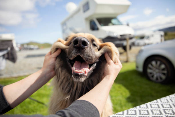 perro feliz junto autocaravana alquiler pet friendly