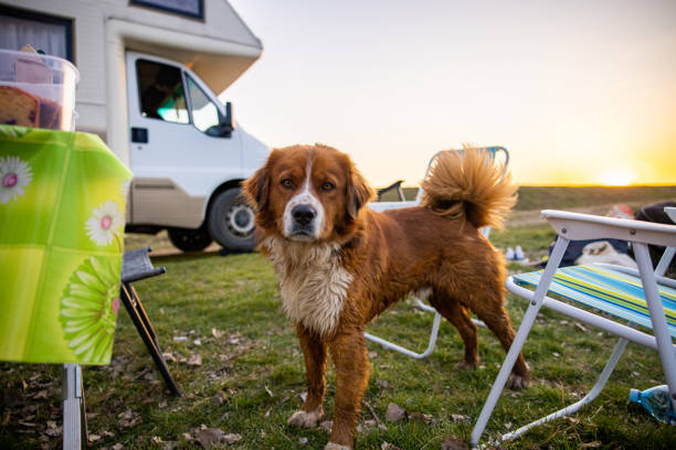 alquiler autocaravana con perro camping atardecer